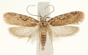 (Agonopterix l-nigrum - MFN-30134-H06)  @14 [ ] CreativeCommons - Attribution Non-Commercial Share-Alike (2018) Peter Buchner Tiroler Landesmuseum