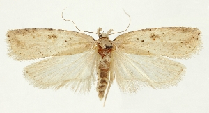 (Agonopterix lacteella - MNINGA-29197-F04)  @11 [ ] CreativeCommons - Attribution Non-Commercial Share-Alike (2018) Peter Buchner Tiroler Landesmuseum