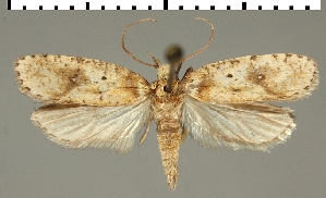  (Agonopterix septicella - NHMUK185530509)  @11 [ ] CreativeCommons - Attribution Non-Commercial Share-Alike (2016) Peter Buchner Tiroler Landesmuseum