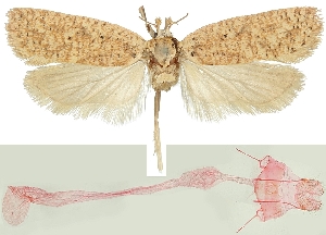 (Agonopterix tschorbadjiewi - NHMW2.Lep. 0023)  @11 [ ] CreativeCommons - Attribution Non-Commercial Share-Alike (2016) Peter Buchner Tiroler Landesmuseum