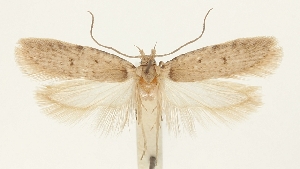  (Agonopterix montuosella - NHMW2.Lep. 0039)  @11 [ ] CreativeCommons - Attribution Non-Commercial Share-Alike (2016) Peter Buchner Tiroler Landesmuseum
