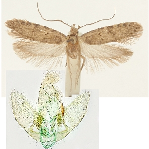  (Agonopterix miyanella - NHMW2.Lep. 0040)  @11 [ ] CreativeCommons - Attribution Non-Commercial Share-Alike (2016) Peter Buchner Tiroler Landesmuseum