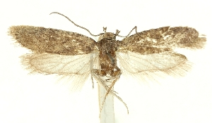  (Agonopterix cuillerella - SMNK-29134-D10)  @11 [ ] CreativeCommons - Attribution Non-Commercial Share-Alike (2016) Peter Buchner Tiroler Landesmuseum