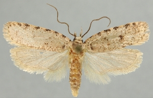  ( - TLMF Lep 21994)  @11 [ ] CreativeCommons - Attribution Non-Commercial Share-Alike (2017) Peter Buchner Tiroler Landesmuseum