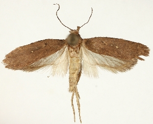  ( - TLMF Lep 22017)  @11 [ ] CreativeCommons - Attribution Non-Commercial Share-Alike (2017) Peter Buchner Tiroler Landesmuseum