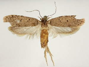  ( - TLMF Lep 22018)  @11 [ ] CreativeCommons - Attribution Non-Commercial Share-Alike (2017) Peter Buchner Tiroler Landesmuseum