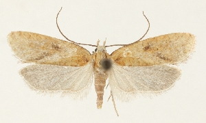  (Agonopterix lidiae - TLMF Lep 23389)  @11 [ ] CreativeCommons - Attribution Non-Commercial Share-Alike (2018) Peter Buchner Tiroler Landesmuseum