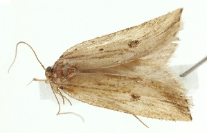  (Agonopterix sumizome - TLMF Lep 23471)  @11 [ ] CreativeCommons - Attribution Non-Commercial Share-Alike (2018) Peter Buchner Tiroler Landesmuseum