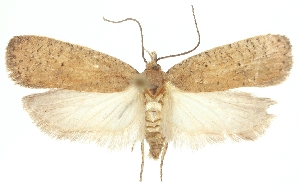  (Agonopterix pullella - TLMF Lep 23472)  @11 [ ] CreativeCommons - Attribution Non-Commercial Share-Alike (2018) Peter Buchner Tiroler Landesmuseum