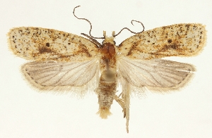  (Agonopterix rubrovittella - TLMF Lep 23473)  @11 [ ] CreativeCommons - Attribution Non-Commercial Share-Alike (2018) Peter Buchner Tiroler Landesmuseum