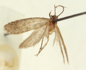  (Agonopterix kirgizella - TLMF Lep 23516)  @11 [ ] CreativeCommons - Attribution Non-Commercial Share-Alike (2018) Peter Buchner Tiroler Landesmuseum