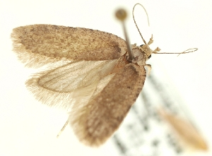  (Agonopterix salangella - TLMF Lep 23520)  @11 [ ] CreativeCommons - Attribution Non-Commercial Share-Alike (2018) Peter Buchner Tiroler Landesmuseum