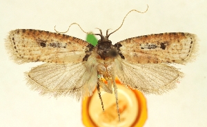  (Agonopterix malaisei - TLMF Lep 23533)  @11 [ ] CreativeCommons - Attribution Non-Commercial Share-Alike (2018) Peter Buchner Tiroler Landesmuseum
