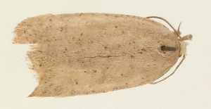  (Agonopterix panjaoella - TLMF Lep 23566)  @11 [ ] CreativeCommons - Attribution Non-Commercial Share-Alike (2018) Peter Buchner Tiroler Landesmuseum