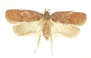  (Agonopterix erythrella - TLMF Lep 23582)  @11 [ ] CreativeCommons - Attribution Non-Commercial Share-Alike (2018) Peter Buchner Tiroler Landesmuseum