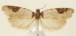  (Agonopterix burmana - TLMF Lep 23585)  @11 [ ] CreativeCommons - Attribution Non-Commercial Share-Alike (2018) Peter Buchner Tiroler Landesmuseum