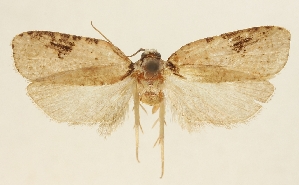  (Agonopterix likiangella - TLMF Lep 23586)  @11 [ ] CreativeCommons - Attribution Non-Commercial Share-Alike (2018) Peter Buchner Tiroler Landesmuseum
