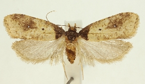  (Agonopterix parinkini - TLMF Lep 23587)  @11 [ ] CreativeCommons - Attribution Non-Commercial Share-Alike (2018) Peter Buchner Tiroler Landesmuseum