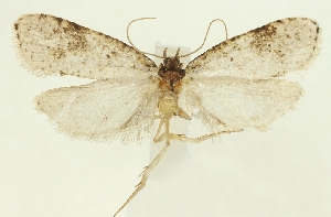  (Agonopterix dierli - TLMF Lep 23588)  @11 [ ] CreativeCommons - Attribution Non-Commercial Share-Alike (2018) Peter Buchner Tiroler Landesmuseum