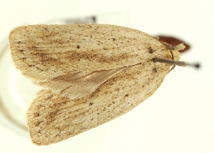  (Agonopterix galbella - TLMF Lep 23600)  @11 [ ] CreativeCommons - Attribution Non-Commercial Share-Alike (2018) Peter Buchner Tiroler Landesmuseum