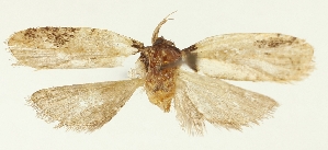  (Agonopterix vietnamella - TLMF Lep 25951)  @11 [ ] CreativeCommons - Attribution Non-Commercial Share-Alike (2018) Peter Buchner Tiroler Landesmuseum