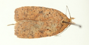  (Agonopterix rimantasi - TLMF Lep 25957)  @11 [ ] CreativeCommons - Attribution Non-Commercial Share-Alike (2018) Peter Buchner Tiroler Landesmuseum