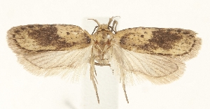  (Agonopterix buryatica - TLMF Lep 25986)  @11 [ ] CreativeCommons - Attribution Non-Commercial Share-Alike (2018) Peter Buchner Tiroler Landesmuseum