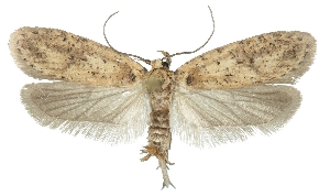  (Agonopterix agyrella - TLMF Lep 26352)  @11 [ ] CreativeCommons - Attribution Non-Commercial Share-Alike (2018) Peter Buchner Tiroler Landesmuseum