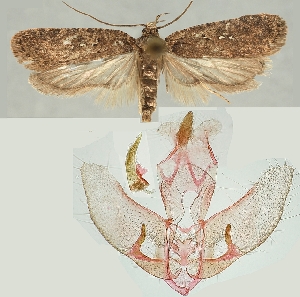  (Agonopterix orophilella - TLMF Lep 19003)  @11 [ ] CreativeCommons - Attribution Non-Commercial Share-Alike (2016) Peter Buchner Tiroler Landesmuseum