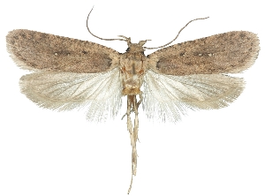  (Agonopterix dideganella - TLMF Lep 19005)  @14 [ ] CreativeCommons - Attribution Non-Commercial Share-Alike (2016) Peter Buchner Tiroler Landesmuseum