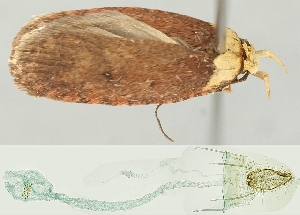  (Agonopterix paraselini - TLMF Lep 19053)  @14 [ ] CreativeCommons - Attribution Non-Commercial Share-Alike (2016) Peter Buchner Tiroler Landesmuseum