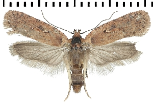  (Agonopterix pseudoferulae - TLMF Lep 19067)  @15 [ ] CreativeCommons - Attribution Non-Commercial Share-Alike (2016) Peter Buchner Tiroler Landesmuseum