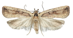  (Agonopterix conciliatella - TLMF Lep 19072)  @14 [ ] CreativeCommons - Attribution Non-Commercial Share-Alike (2016) Peter Buchner Tiroler Landesmuseum