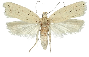  (Agonopterix bipunctosa - TLMF Lep 19091)  @14 [ ] CreativeCommons - Attribution Non-Commercial Share-Alike (2016) Peter Buchner Tiroler Landesmuseum