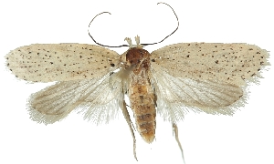  (Agonopterix pallorella - TLMF Lep 19148)  @14 [ ] CreativeCommons - Attribution Non-Commercial Share-Alike (2016) Peter Huemer Tiroler Landesmuseum