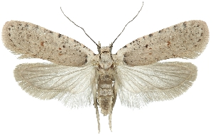  (Agonopterix adspersella - TLMF Lep 19163)  @14 [ ] CreativeCommons - Attribution Non-Commercial Share-Alike (2016) Peter Huemer Tiroler Landesmuseum