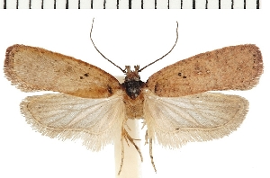  (Agonopterix scopariella - TLMF Lep 19171)  @14 [ ] CreativeCommons - Attribution Non-Commercial Share-Alike (2016) Peter Huemer Tiroler Landesmuseum