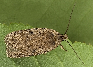  (Agonopterix chironiella - TLMF Lep 19201)  @12 [ ] CreativeCommons - Attribution Non-Commercial Share-Alike (2016) Peter Buchner Tiroler Landesmuseum