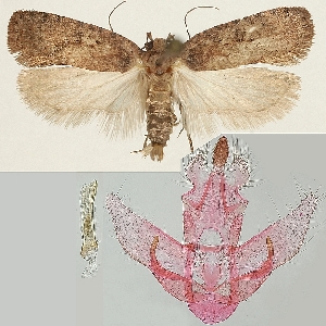  (Agonopterix anticella - TLMF Lep 19214)  @14 [ ] CreativeCommons - Attribution Non-Commercial Share-Alike (2016) Peter Buchner Tiroler Landesmuseum