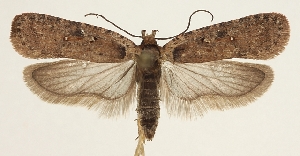  (Agonopterix pseudoferulae - BC TLMF Lep 19306)  @15 [ ] CreativeCommons - Attribution Non-Commercial Share-Alike (2016) Peter Huemer Tiroler Landesmuseum