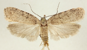  (Agonopterix thapsiella - BC TLMF Lep 19314)  @15 [ ] CreativeCommons - Attribution Non-Commercial Share-Alike (2016) Peter Huemer Tiroler Landesmuseum