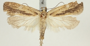  (Agonopterix kyzyltashensis - BC TLMF Lep 19339)  @13 [ ] CreativeCommons - Attribution Non-Commercial Share-Alike (2016) Peter Huemer Tiroler Landesmuseum