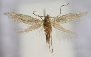  (Bucculatrix sp - TLMF Lep 19457)  @14 [ ] CreativeCommons - Attribution Non-Commercial Share-Alike (2016) Peter Buchner Tiroler Landesmuseum