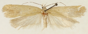  (Agonopterix demissella - ZMUC-29134-B10)  @11 [ ] CreativeCommons - Attribution Non-Commercial Share-Alike (2016) Peter Buchner Tiroler Landesmuseum
