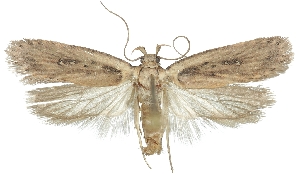  (Agonopterix ordubadensis - ZMUC-30134-G05)  @11 [ ] CreativeCommons - Attribution Non-Commercial Share-Alike (2018) Peter Buchner Tiroler Landesmuseum