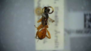  ( - UK006-B09)  @11 [ ] CreativeCommons Attribution (by)  The Trustees of the Natural History Museum, London Natural History Museum, London