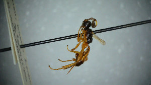  ( - UK006-B09)  @11 [ ] CreativeCommons Attribution (by)  The Trustees of the Natural History Museum, London Natural History Museum, London