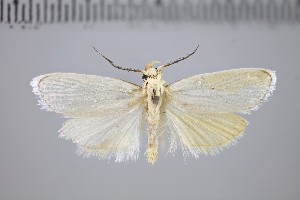  (Topiris albidella - NHMUK010923209)  @11 [ ] CreativeCommons - Attribution Non-Commercial Share-Alike (2020) Mark Sterling Natural History Museum, London