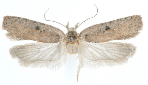  ( - DEJPN-0064)  @11 [ ] CreativeCommons - Attribution Non-Commercial Share-Alike (2025) Hazumu Arashima Tiroler Landesmuseum