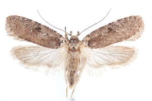  (Agonopterix subabjectella - DEJPN-0083)  @11 [ ] CreativeCommons - Attribution Non-Commercial Share-Alike (2025) Hazumu Arashima Tiroler Landesmuseum